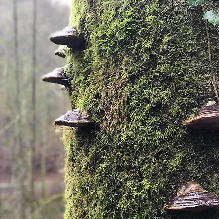 Ons Bienvenidos Met Garage *